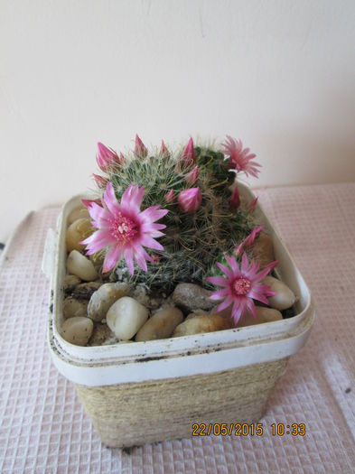 mammillaria - cactusi