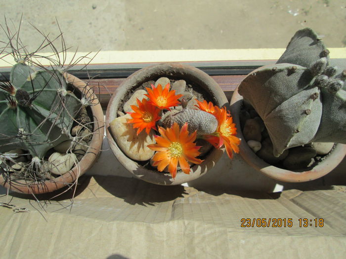 003 - cactusi