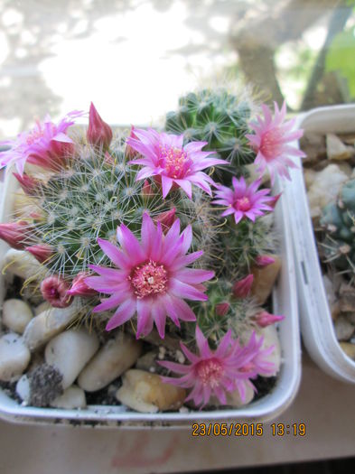 Mammillaria spinosissima - cactusi