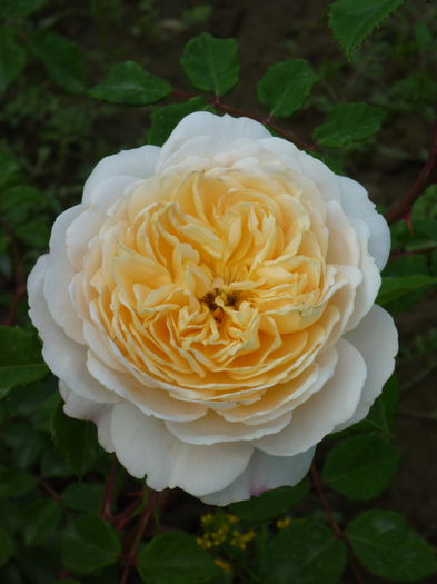 Crocus Rose