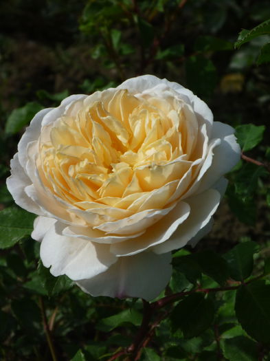 Crocus Rose