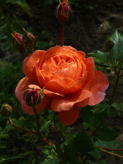 Ss - Trandafiri englezesti