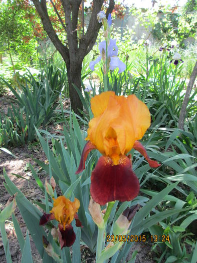 iris bicolor,tufa matura 15lei. - aaa_plantute_de_vanzare