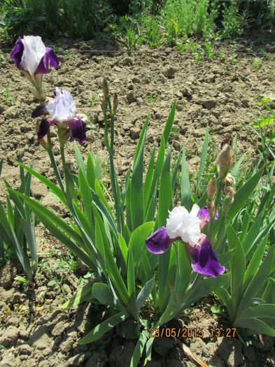 iris bicolor lila cu mov inchis,15 lei