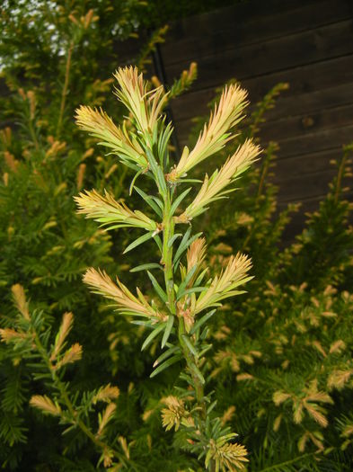 Picea abies (2015, April 30) - Picea abies 2008