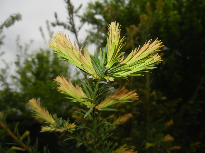 Picea abies (2015, April 30)