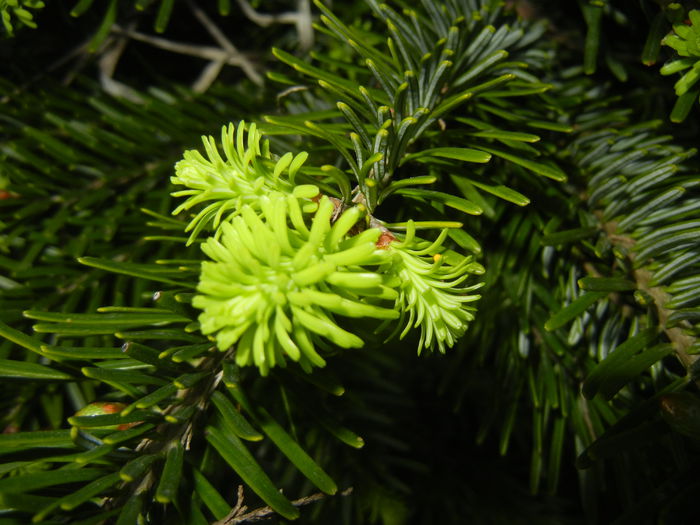 Abies nordmanniana (2014, May 03) - Abies nordmanniana