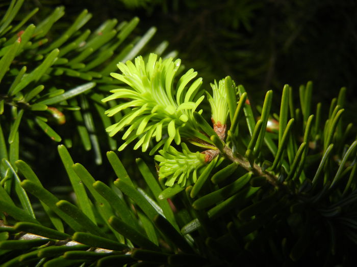 Abies nordmanniana (2014, May 03)