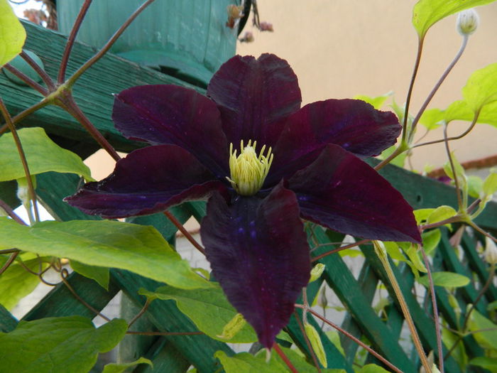  - Clematis