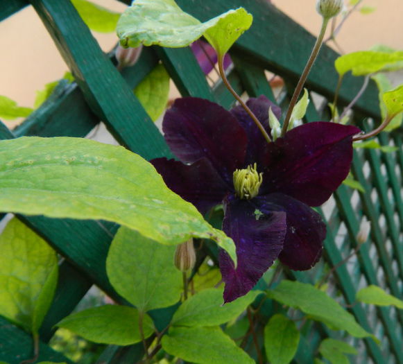  - Clematis