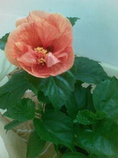 6 - hibiscus