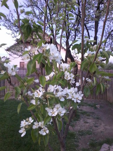 20150425_202132; FLOARE DE PAR, PITESTI 2015
