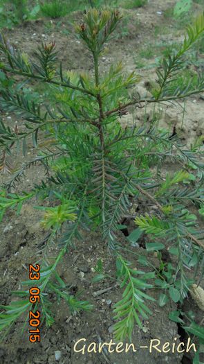 Sequoia sempervirens - 40; Sequoia sempervirens, 30cm
