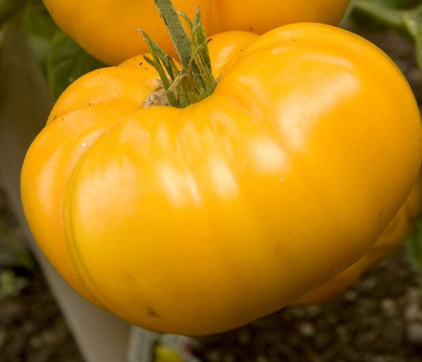 tomato brandywine yellow