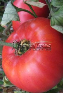 Rozov Blyan - Tomate