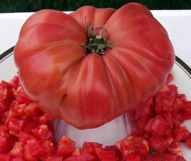 tomato 1884 - tomato 1884
