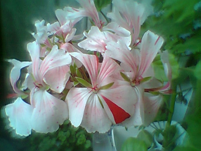 Fotogr.2286