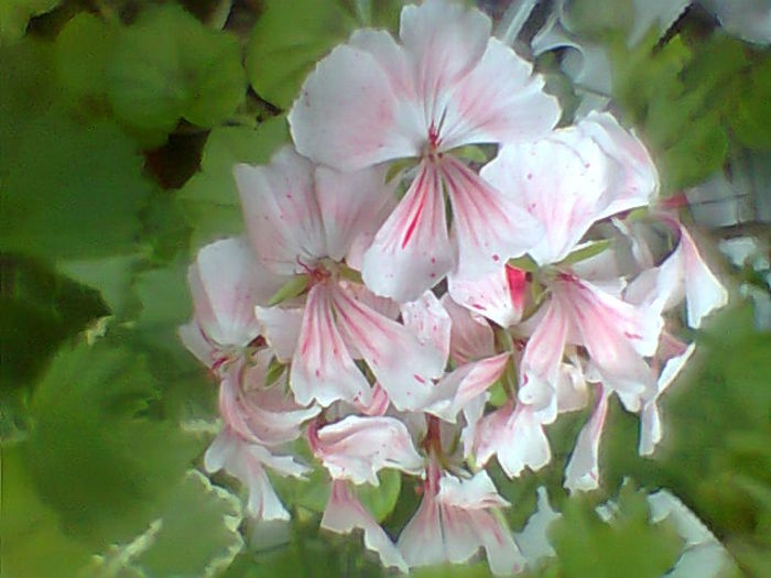Fotogr.2287