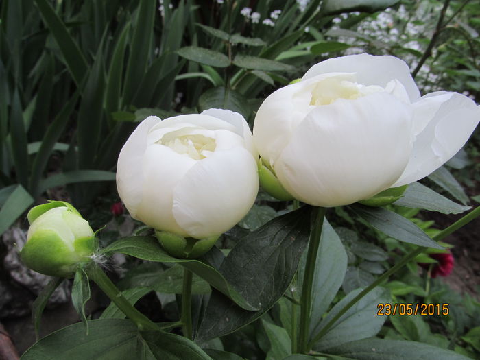 IMG_2475 - Flori gradina 2015 si alte flori