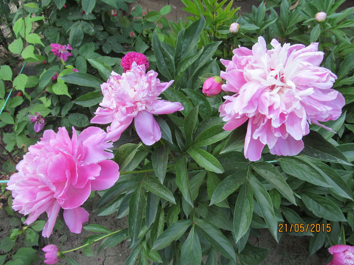 IMG_2455 - Flori gradina 2015 si alte flori