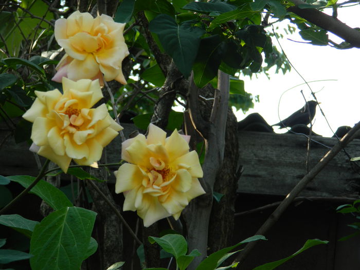 DSCN7665 - 2015_MAI_4