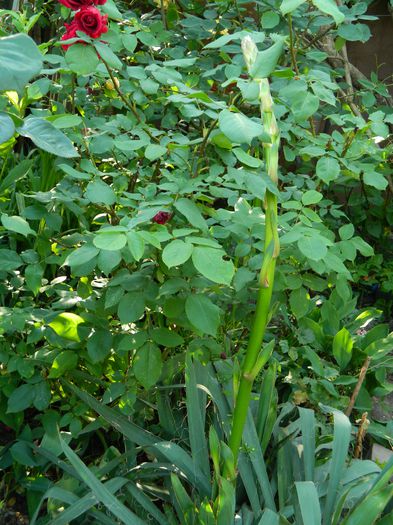 DSCN7672 - 2015_MAI_4