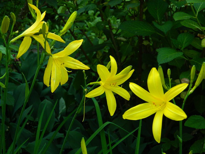 DSCN7727 - 2015_MAI_4