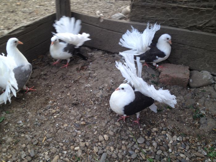 IMG_3557 - 10_VANDUTI2