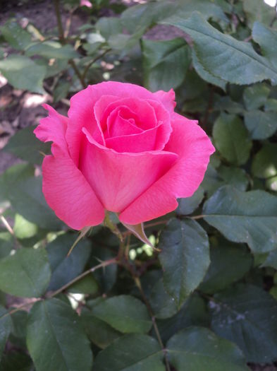 DSC08389 - Trandafiri