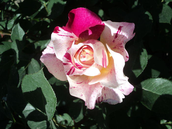 DSC08400 - Trandafiri