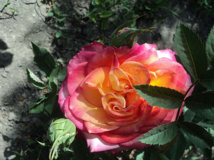 DSC08406 - Trandafiri