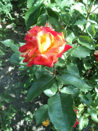 DSC08410 - Trandafiri