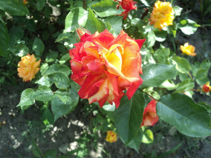 DSC08411 - Trandafiri