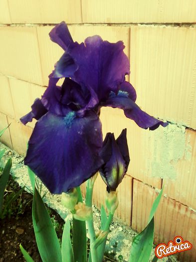 indigo - irisi 8 ron rizomul
