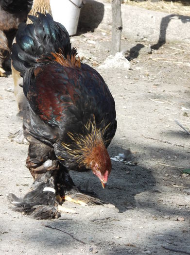 DSCF9871 - Pui Brahma 2015