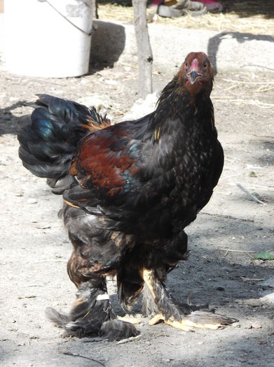 DSCF9873 - Pui Brahma 2015