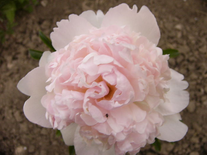 P1240222