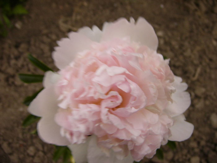P1240224 - ANUL 2015 I