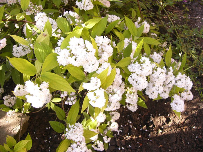Deutzia