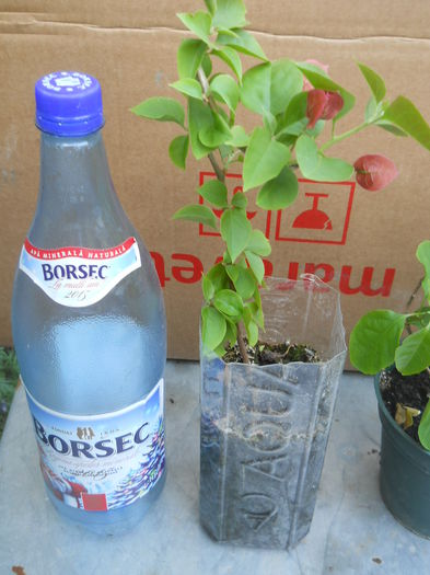 buga rosie mica - Flori apartament