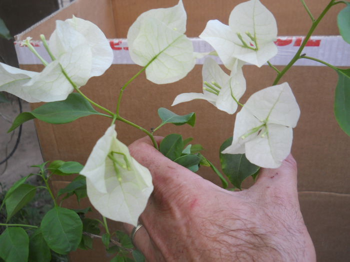 Buga alba - Flori apartament