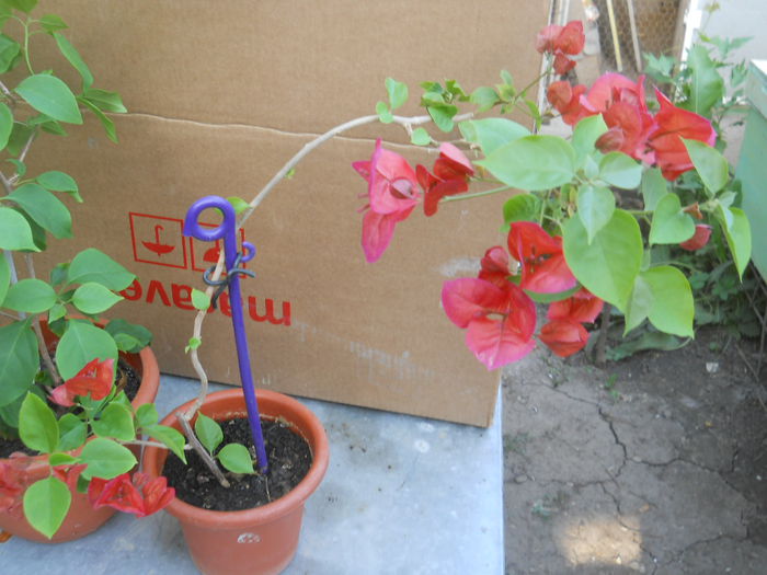 buga rosie - Flori apartament