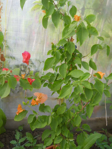 Buga portocalie,infloreste rosu la inceput - Flori apartament
