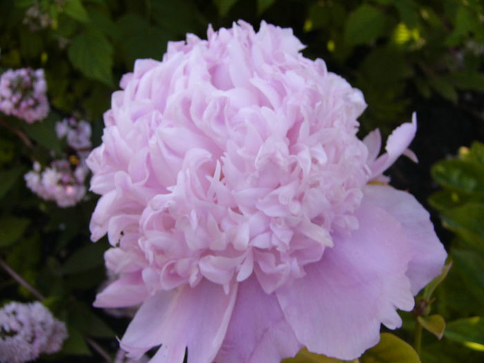 Paeonia Lady Anna - ANUL 2015 II