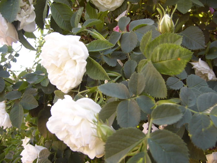 P1240314