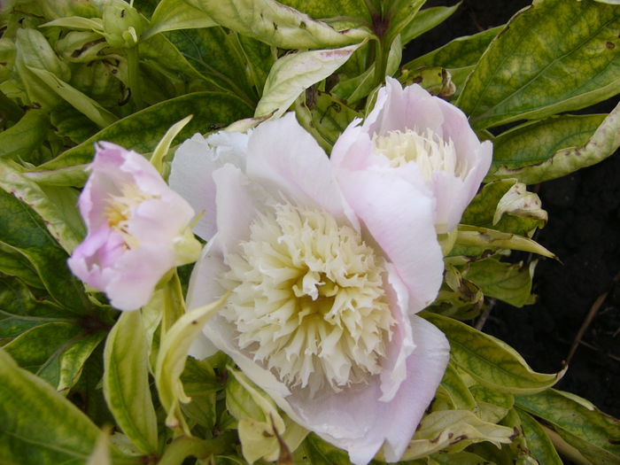 Paeonia Bowl of Beauty