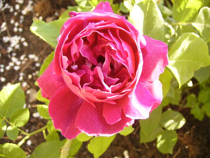 Rosa Baron Girod de L,ain