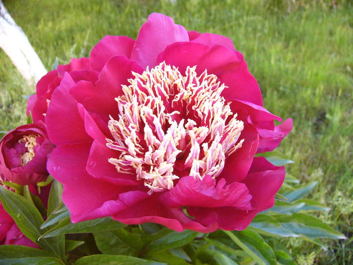 Paeonia Nipon Beauty