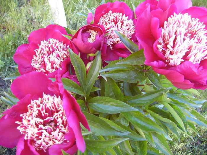 P1240333
