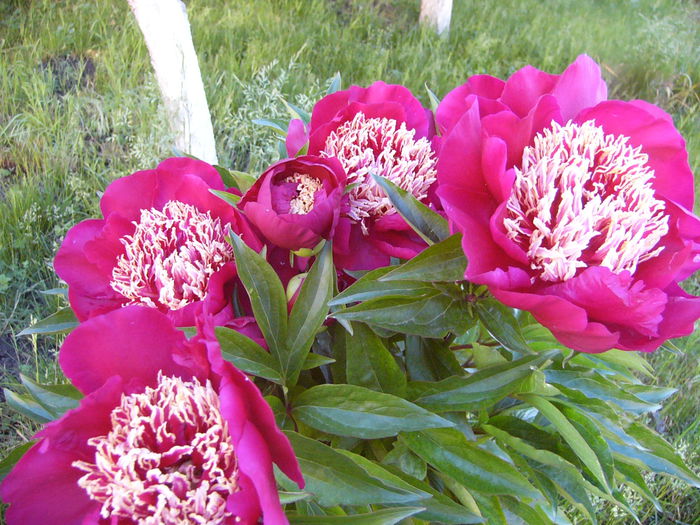 P1240334